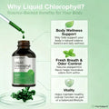 Horbäach Liquid Chlorophyll Drops |   2 Oz |   Vegan, Non-GMO, And Gluten Free Formula |   Natural Peppermint Flavor - Default Color